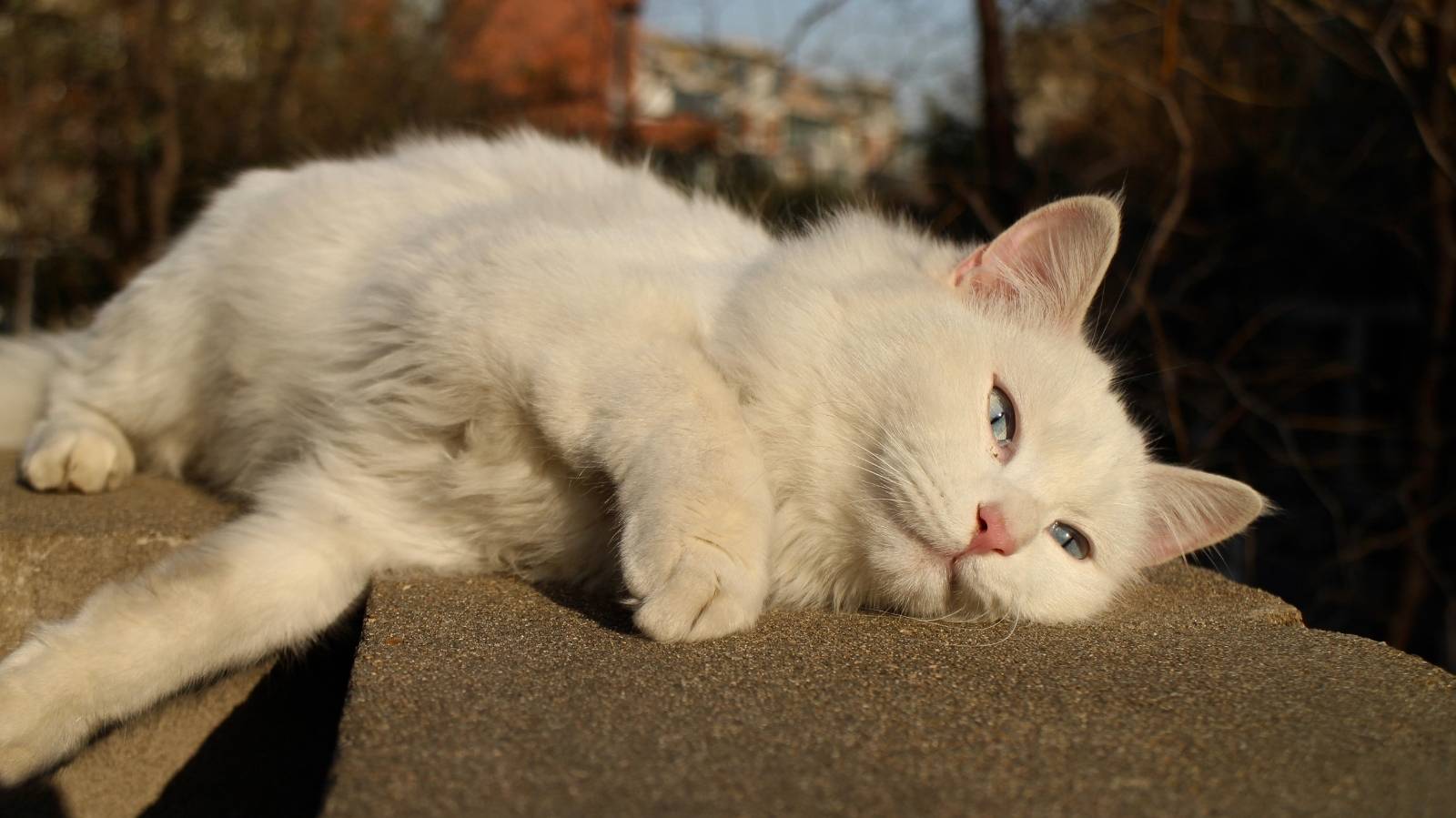 Doenças de pele em gatos: sinais de alerta, causas e tratamentos
