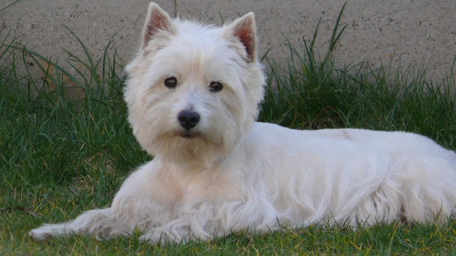 Cachorro com enteropatia crônica, entenda mais sobre essa doença