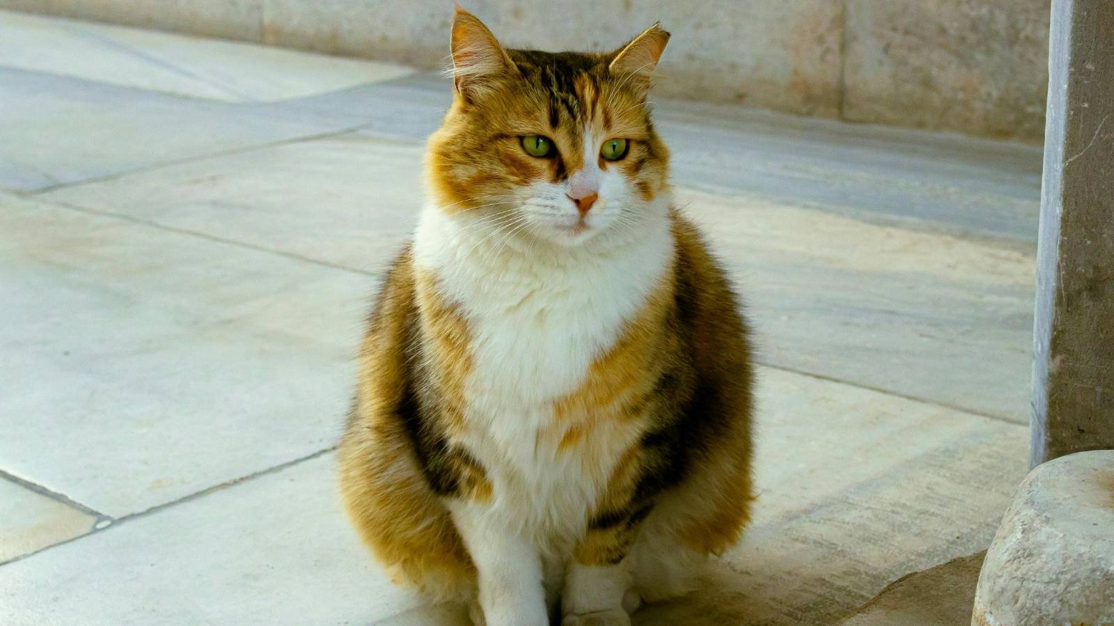 Gato com gengivite: saiba como identificar e tratar