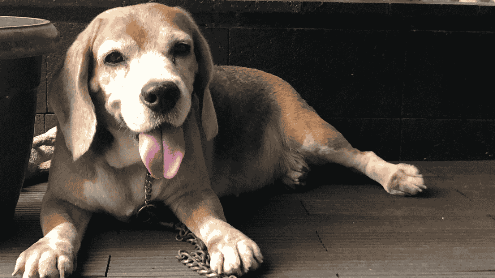 Sintomas de leishmaniose em cachorro: saiba quais são