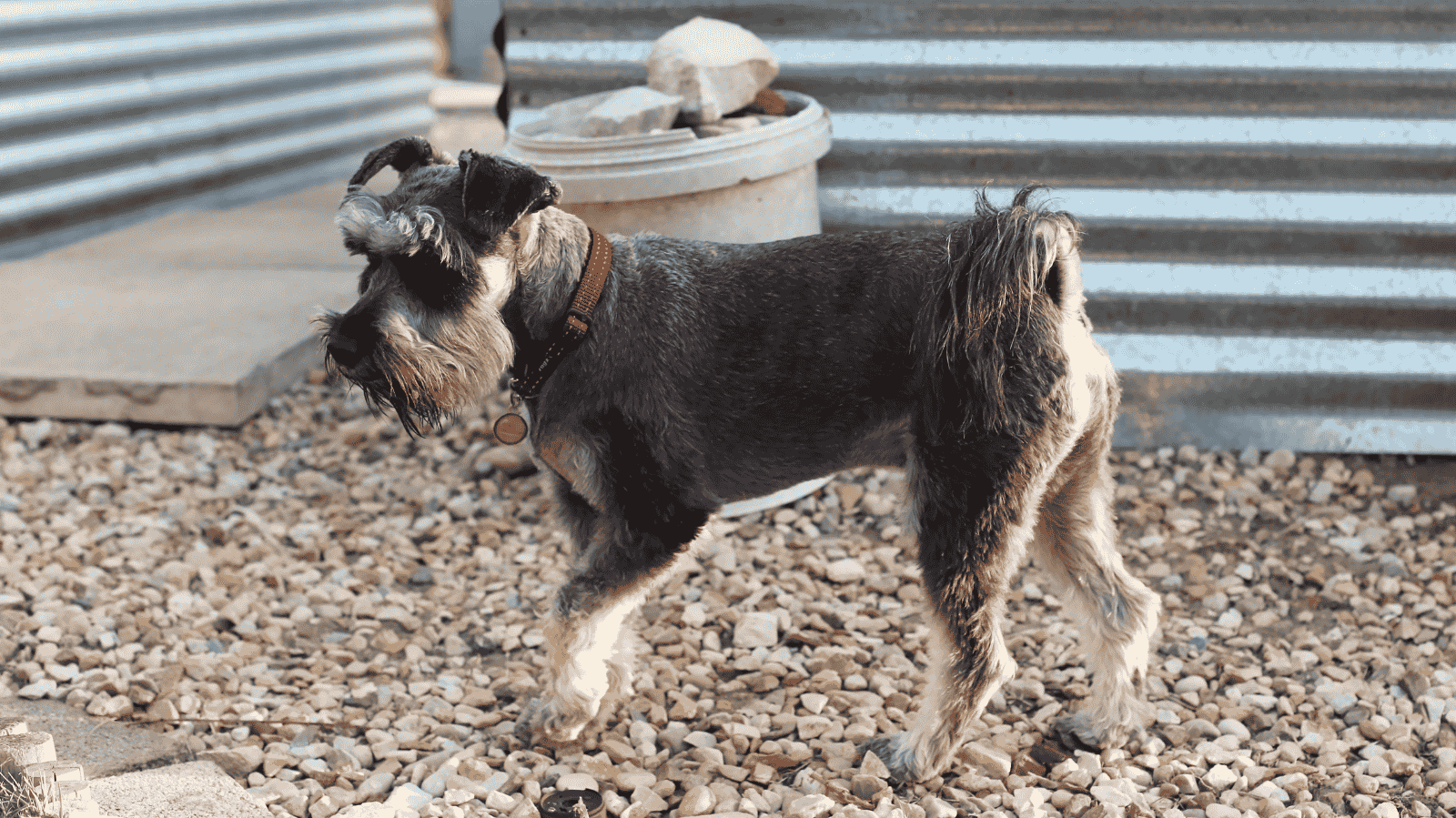 Cachorro com dificuldade para ficar em pé: conheça as causas