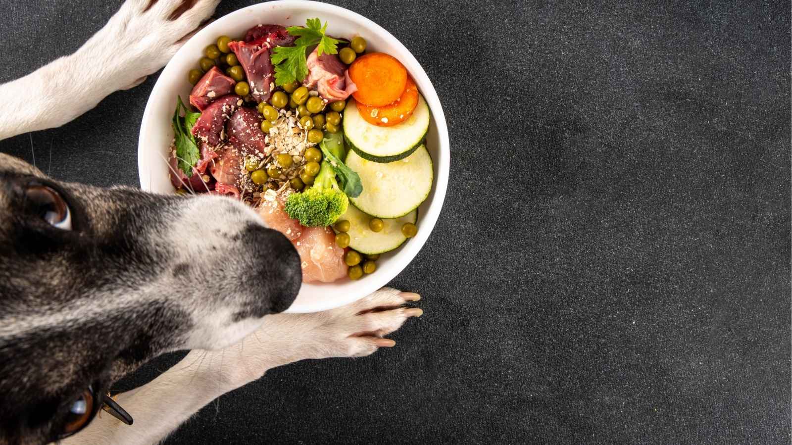 Melhores alimentos para o pet comer no verão