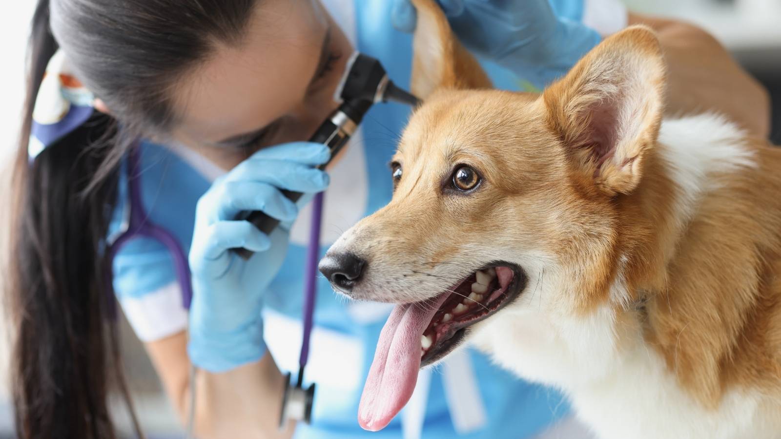 Sarna otodécica em cachorro: saiba o que é e como tratar