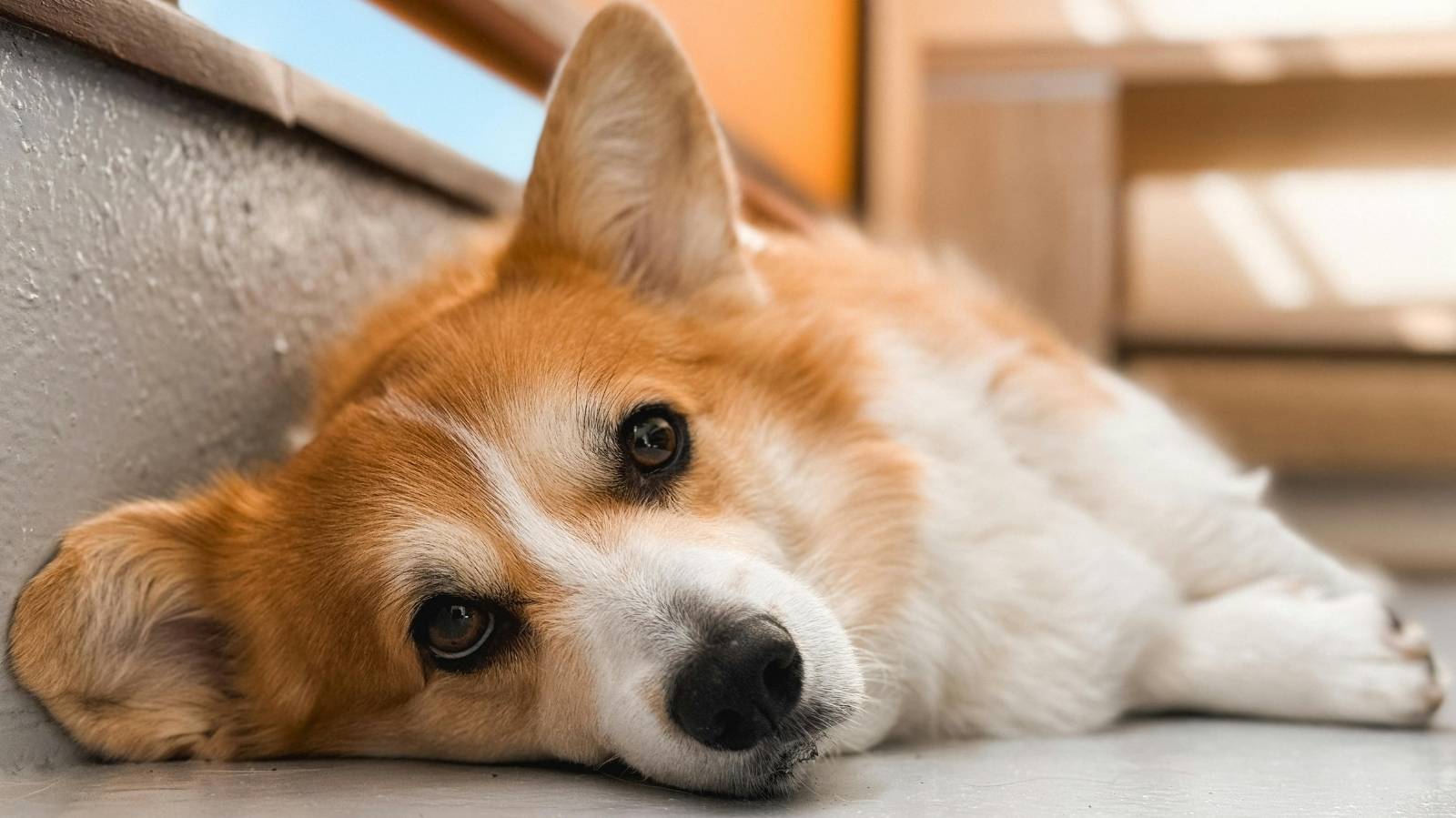Cachorro com testículos inchados e vermelhos: o que pode ser