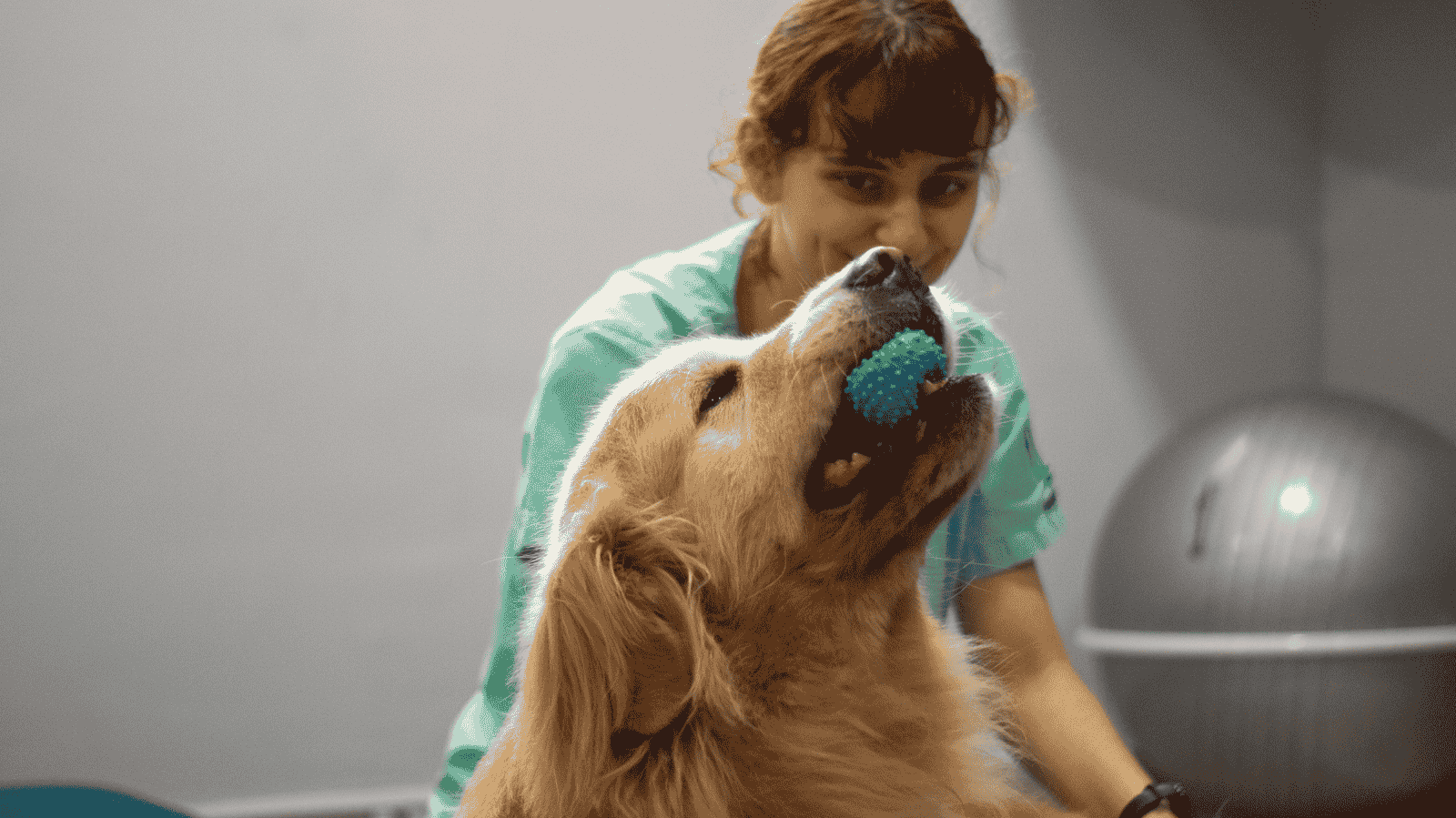 Clínica veterinária em São José dos Campos especializada em fisioterapia