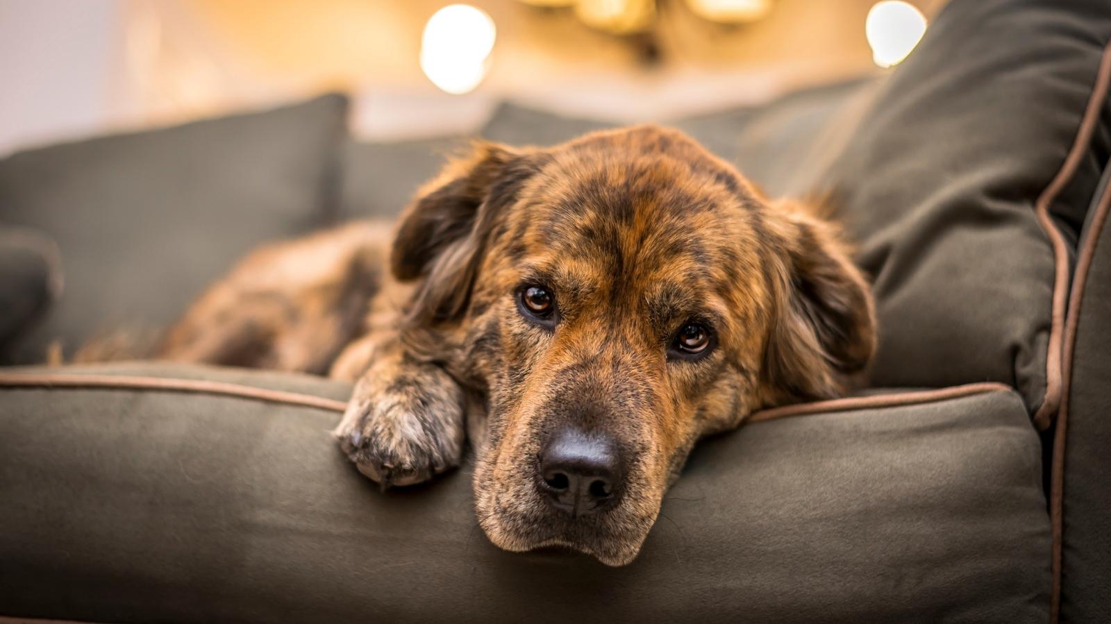 Cachorro com depressão: saiba como identificar os sinais e ajudar seu pet