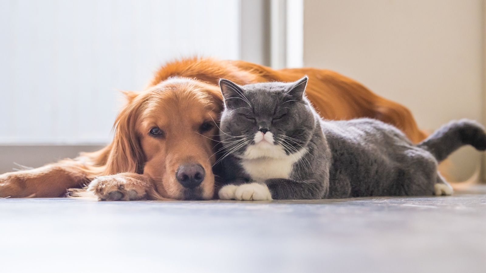 Caneta emagrecedora para cachorros e gatos: saiba tudo!