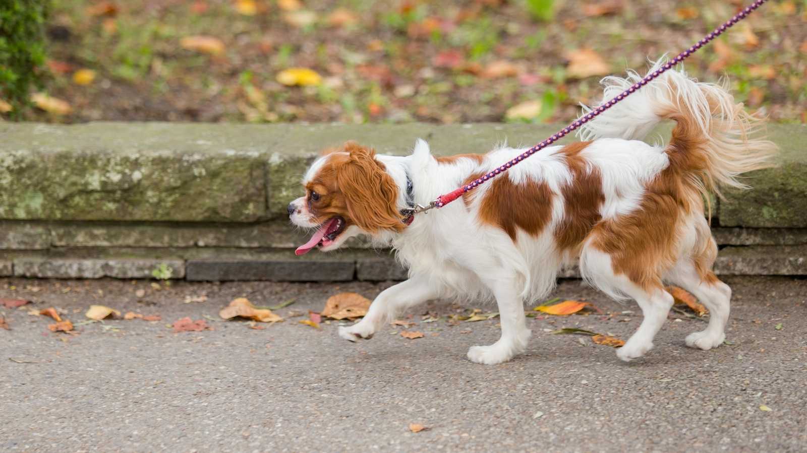 Cachorro com dificuldade para andar: saiba o que pode ser