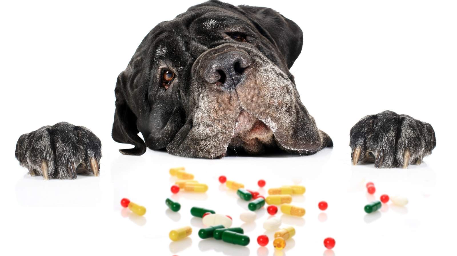 Prednisona para cachorro: saiba quando pode dar e quais os riscos