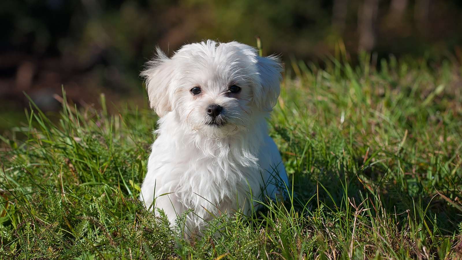 Cachorro com inflamação óssea: saiba como identificar e tratar