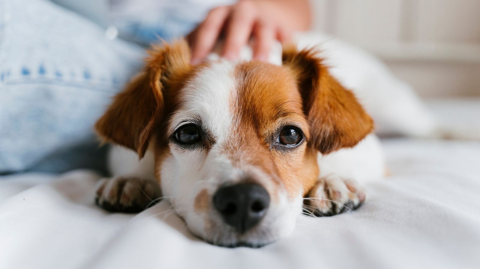 Ozonioterapia: conheça o tratamento para inflamações em cachorro