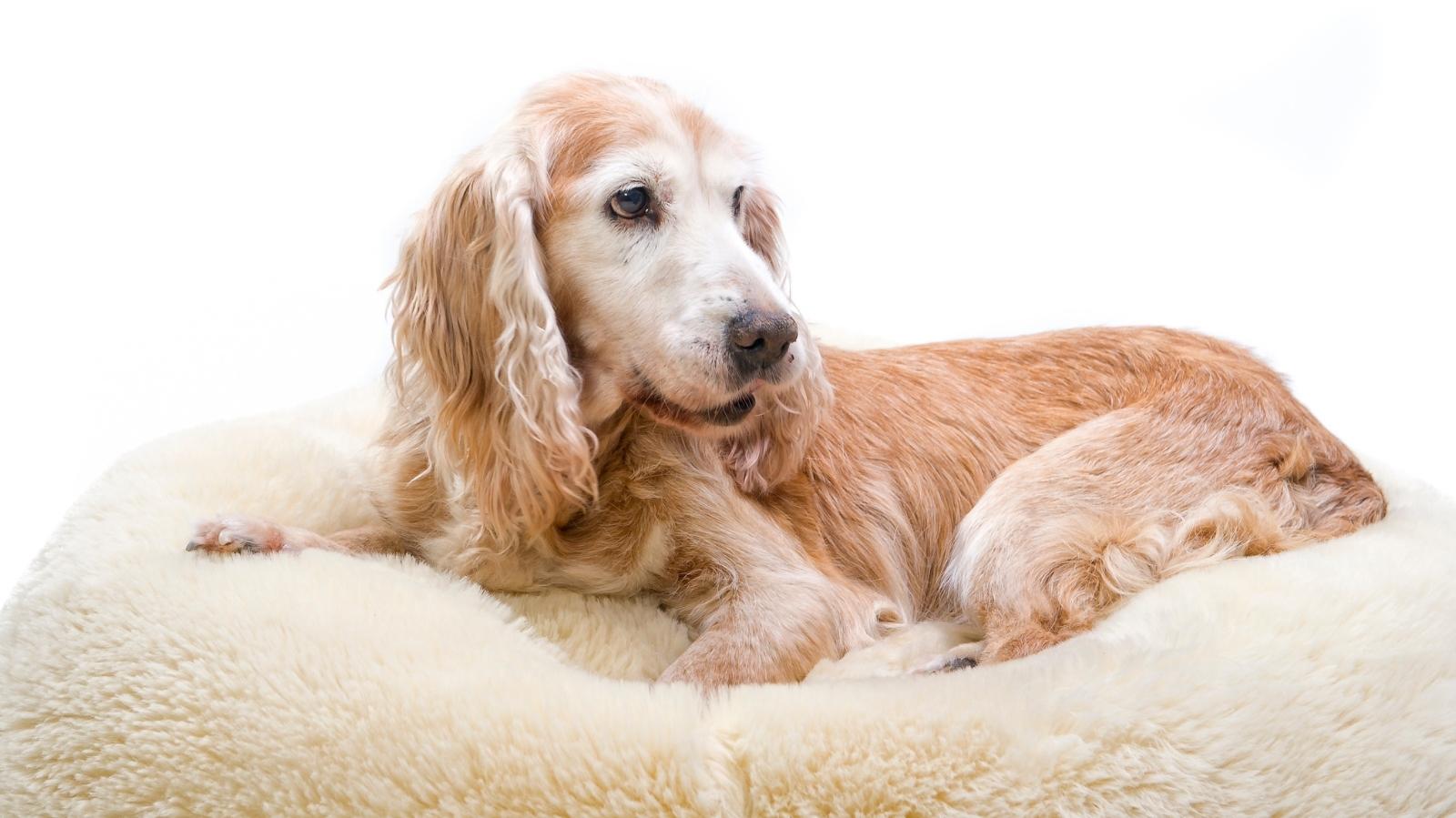 Cachorro com compressão na coluna: saiba como tratar