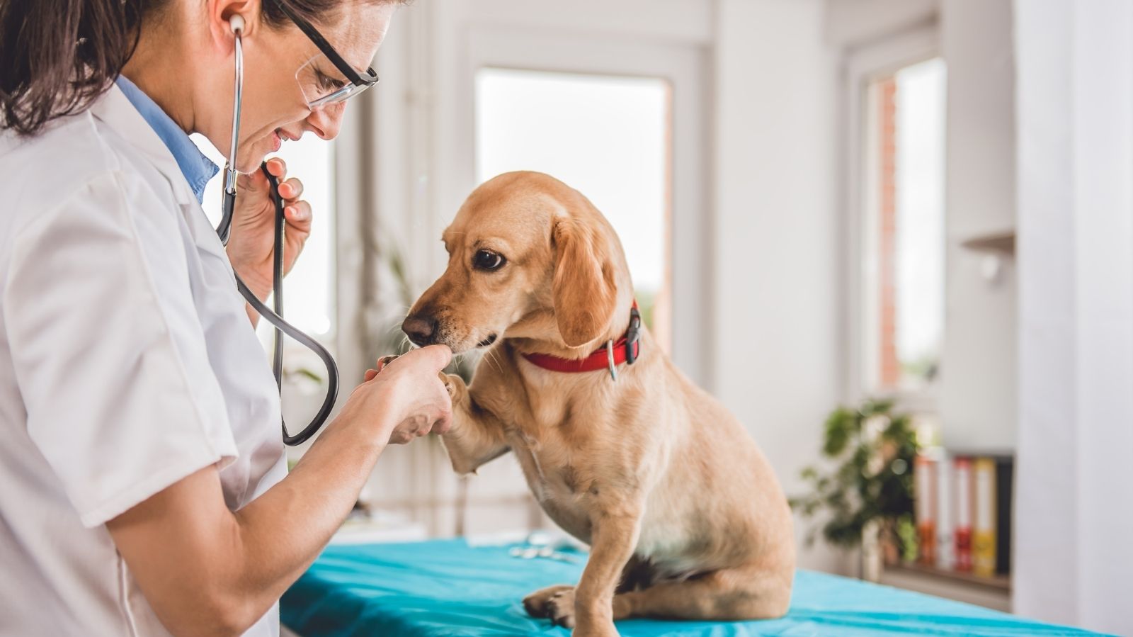 Seu cachorro quebrou a pata? Saiba como identificar os sinais e agir
