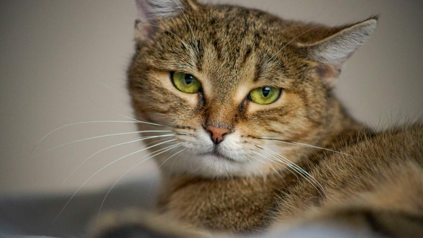 Toxoplasmose em gato: sinais e prevenção