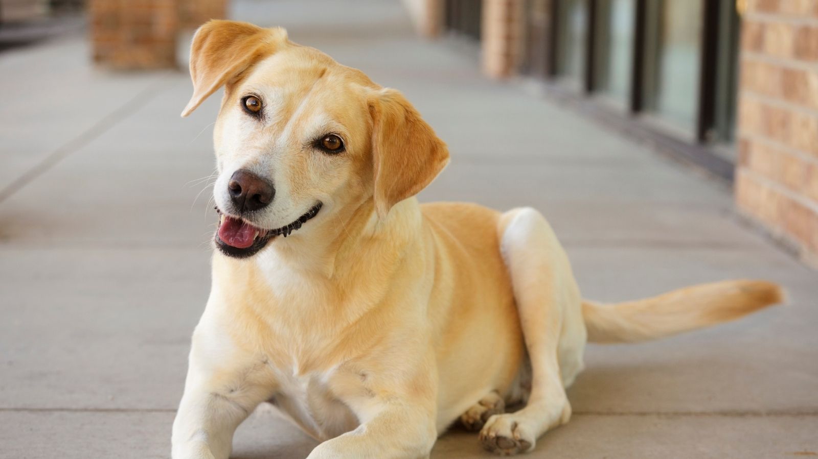Cachorro com artrose: conheça os sintomas e tratamentos