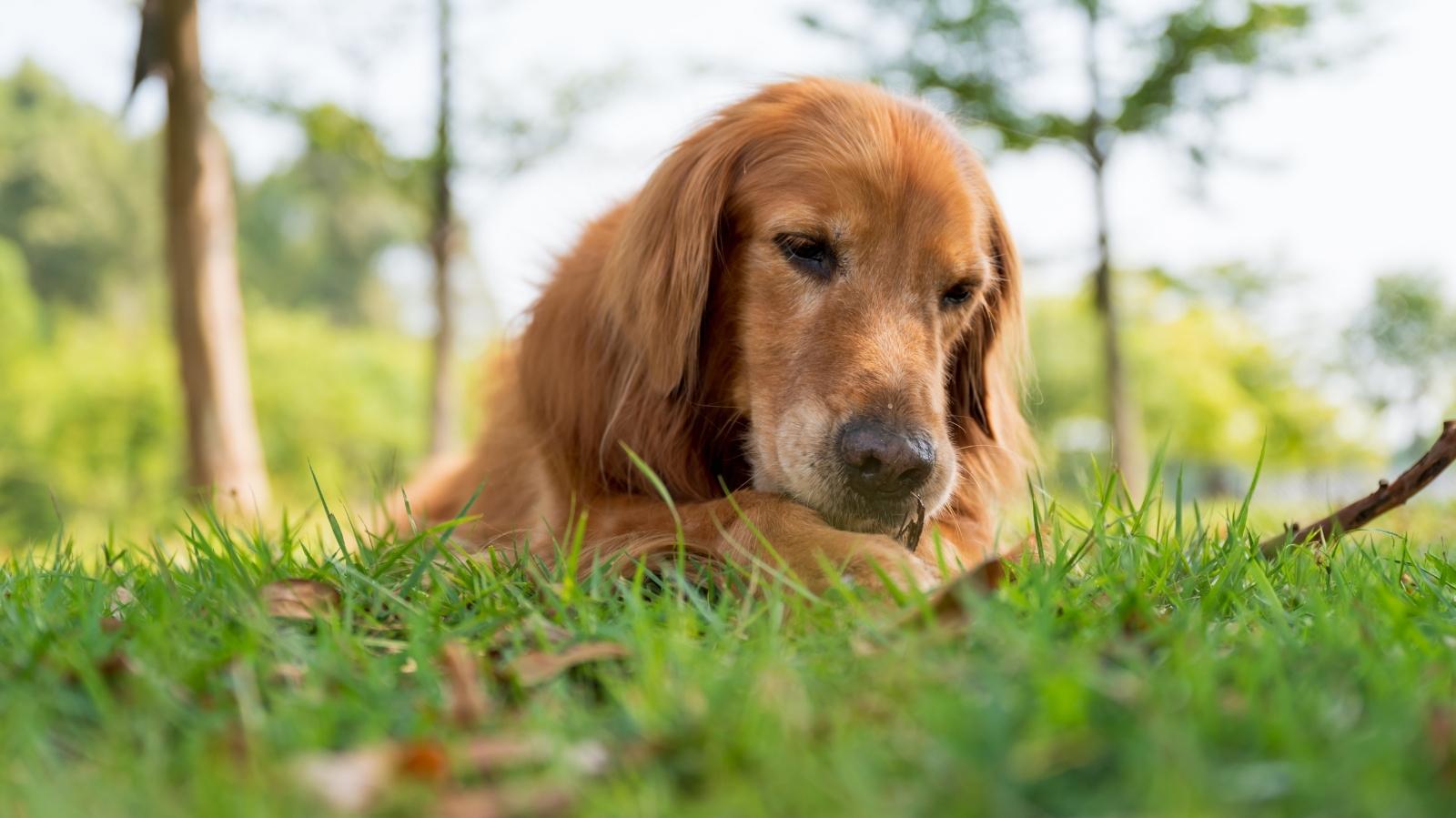 Sinais que revelam se o seu cachorro rompeu o ligamento cruzado