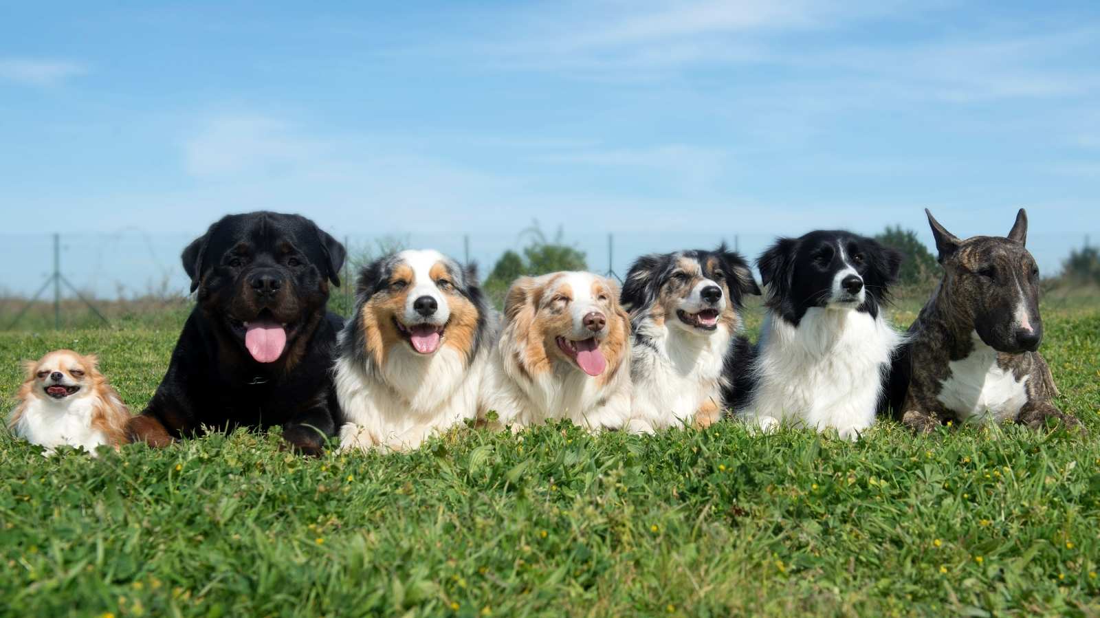 As melhores raças de cachorro para criar em apartamento