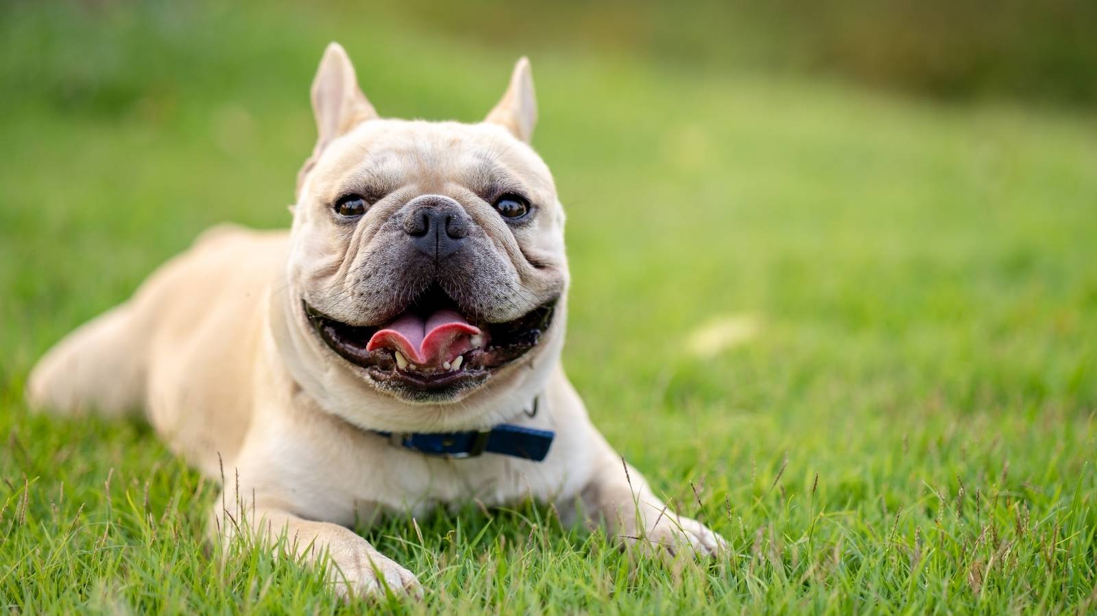 As melhores raças de cachorro para criar em apartamento
