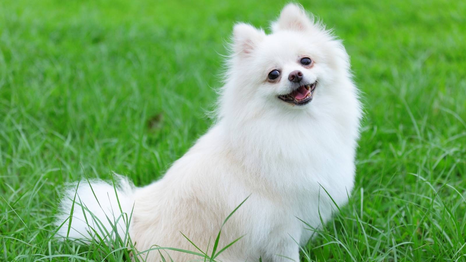 cachorro para criar em apartamento