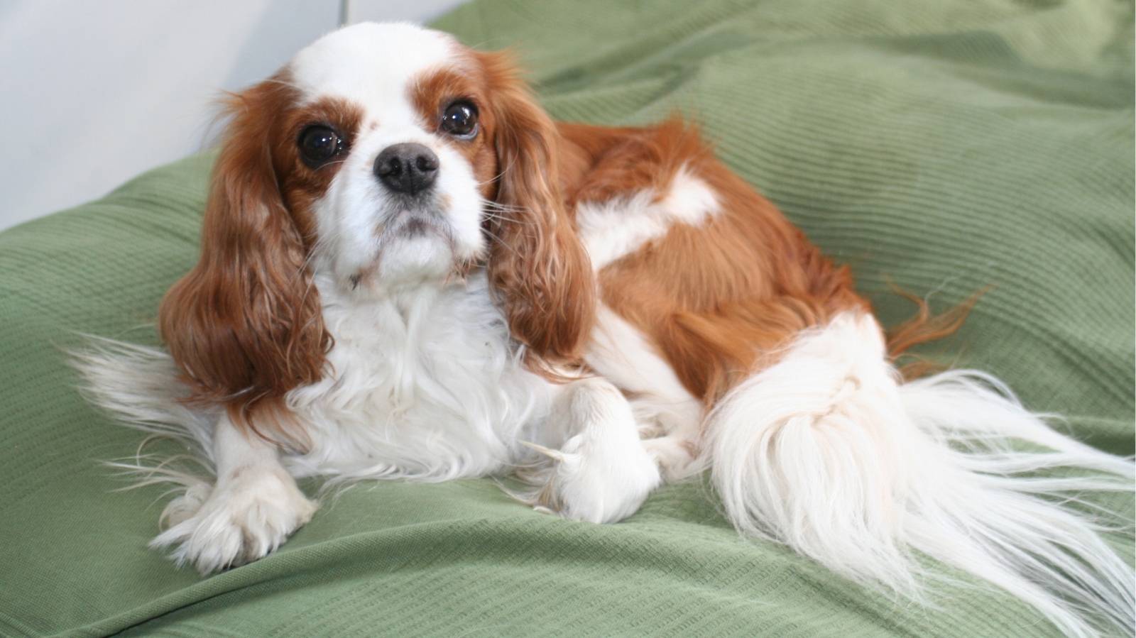 As melhores raças de cachorro para criar em apartamento