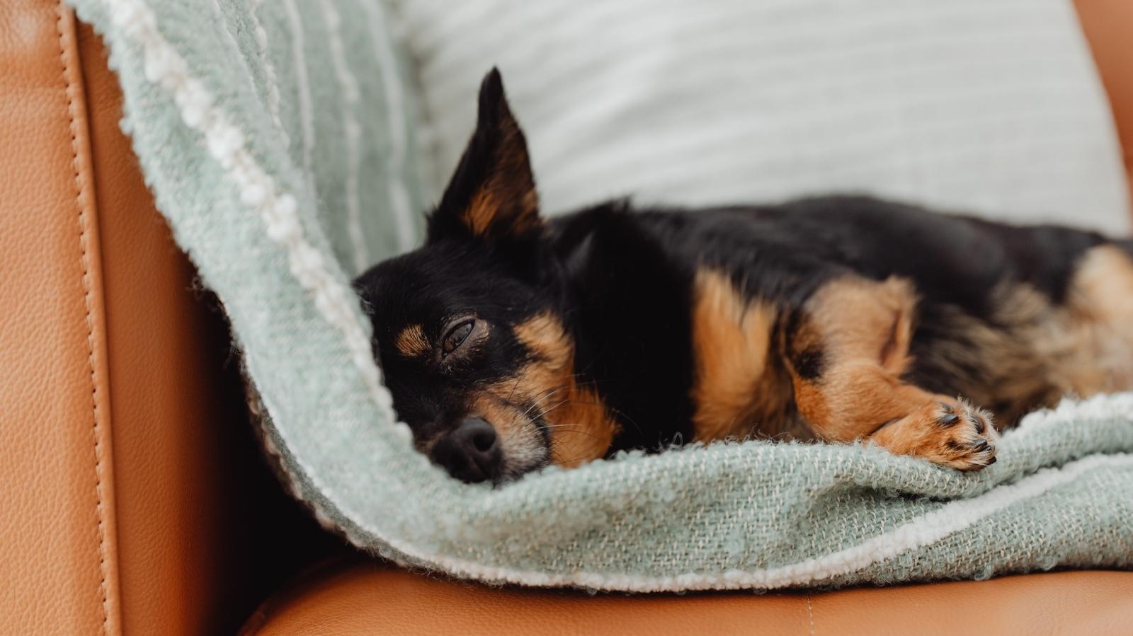 Entorse abdominal em cachorro: descubra o que é e os sintomas