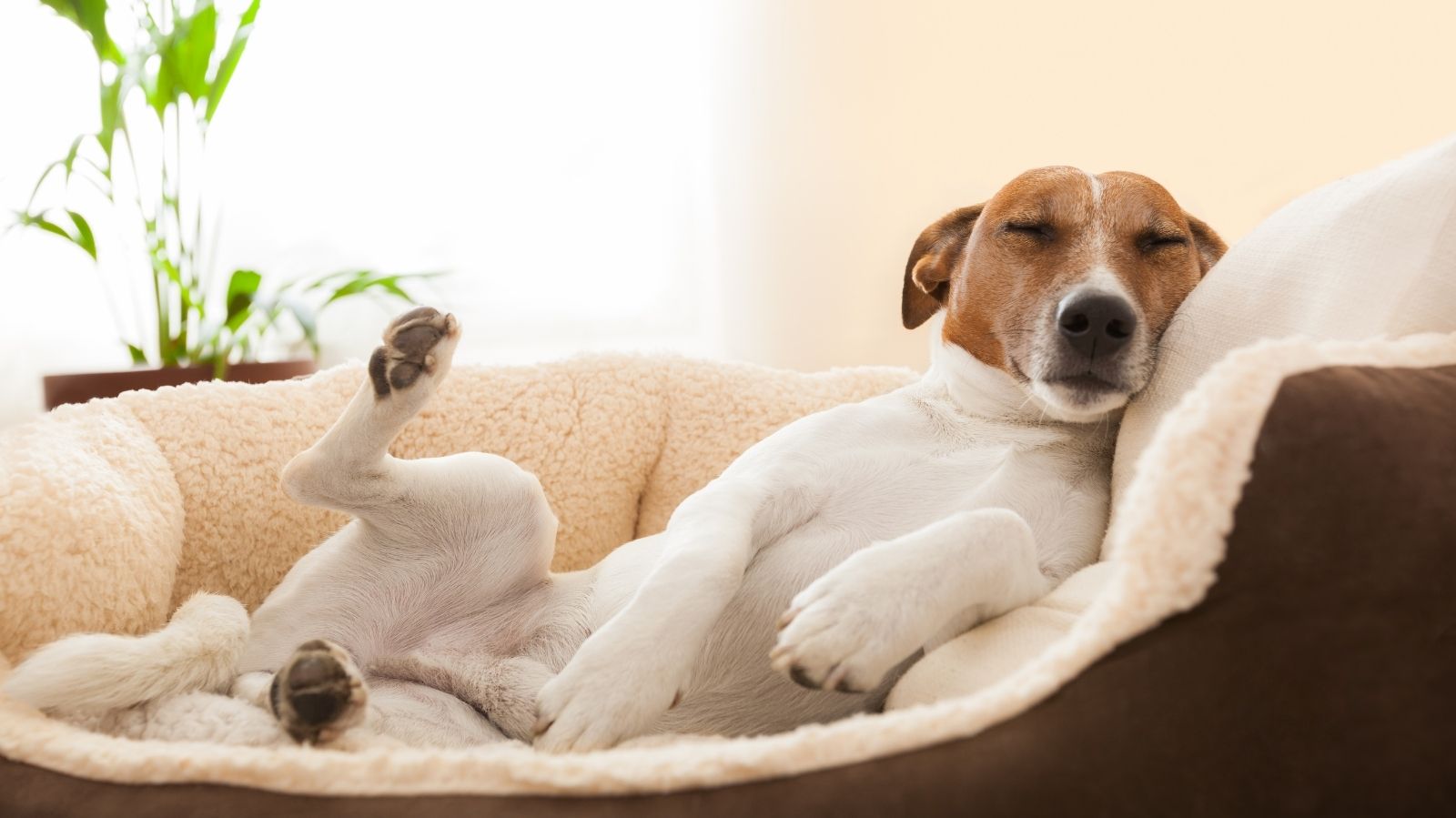 Benefícios da hidroterapia para tratar cachorro com luxação de patela