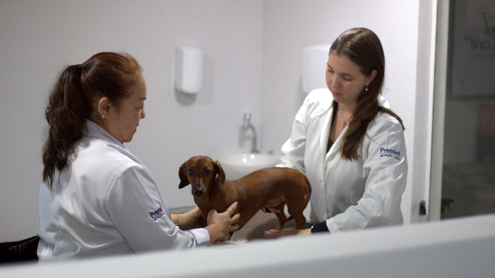 Vaga para Médico-Veterinário Fisiatra em Diadema - SP