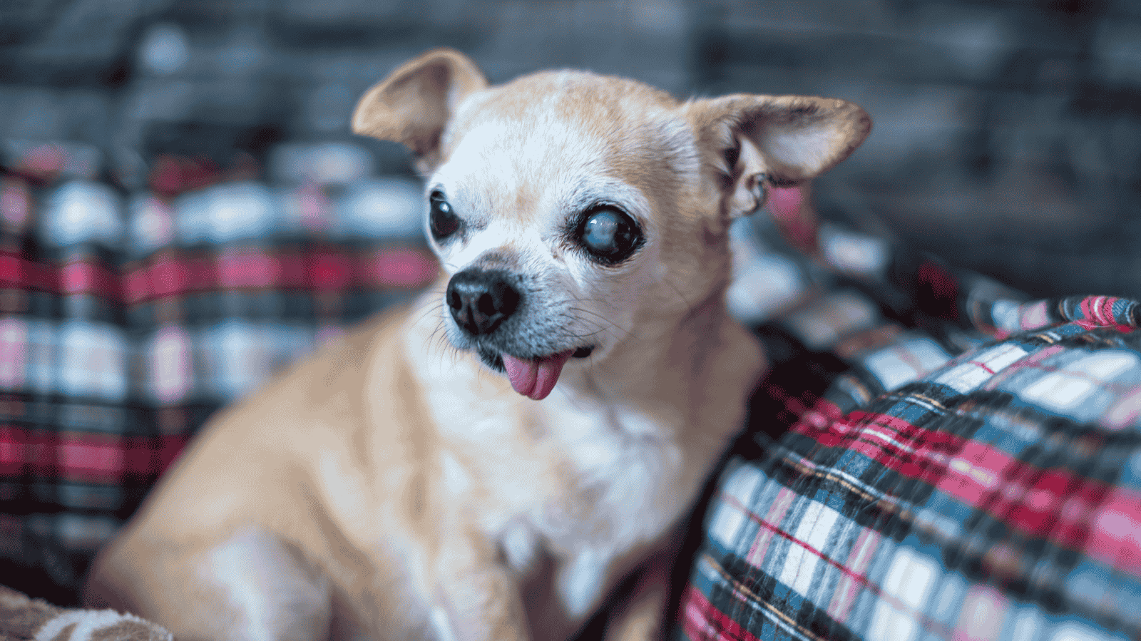 Glaucoma em cachorro: saiba sintomas, causas e tratamentos