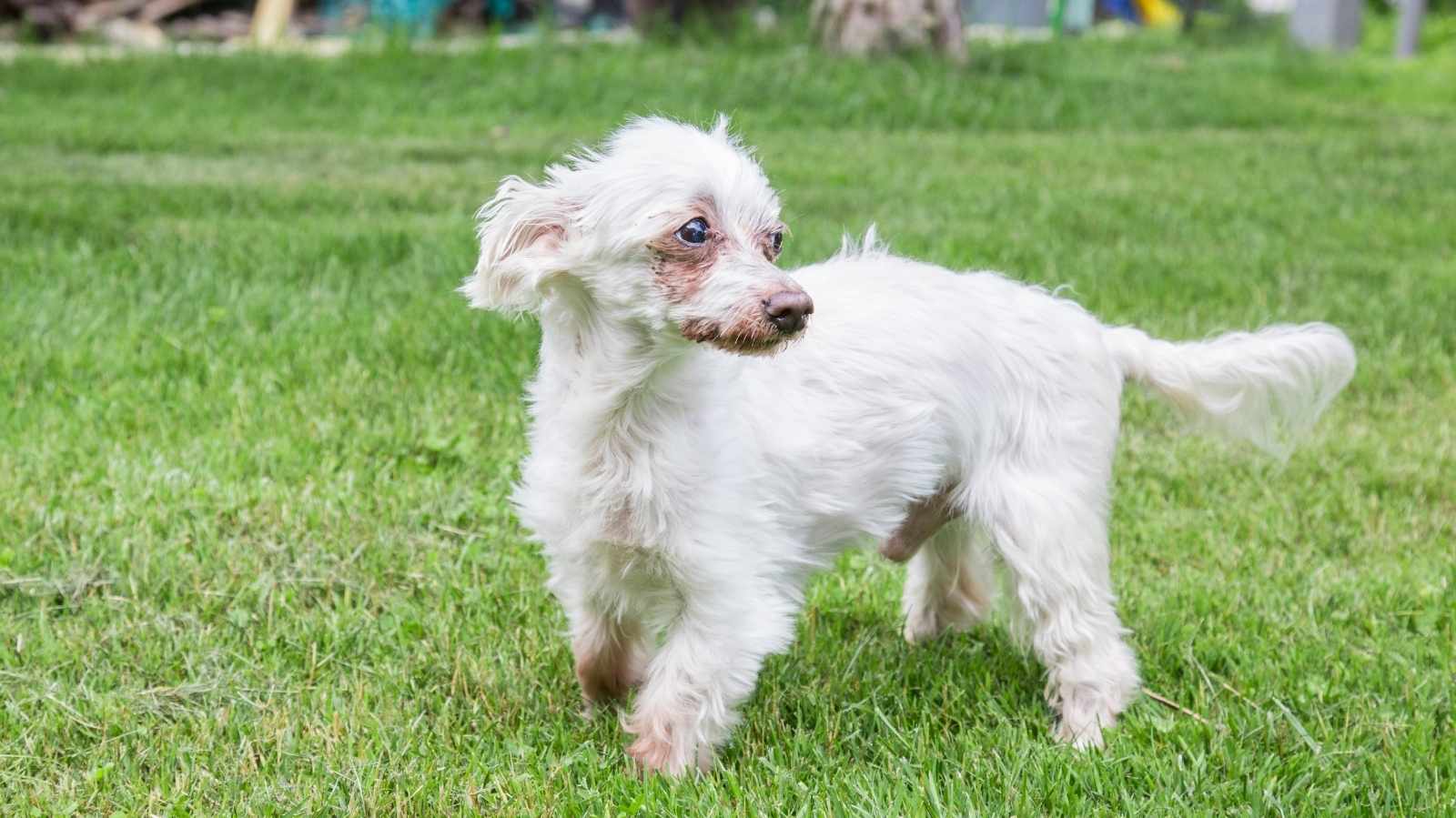 Tratamento para cachorro com leishmaniose: como controlar a doença