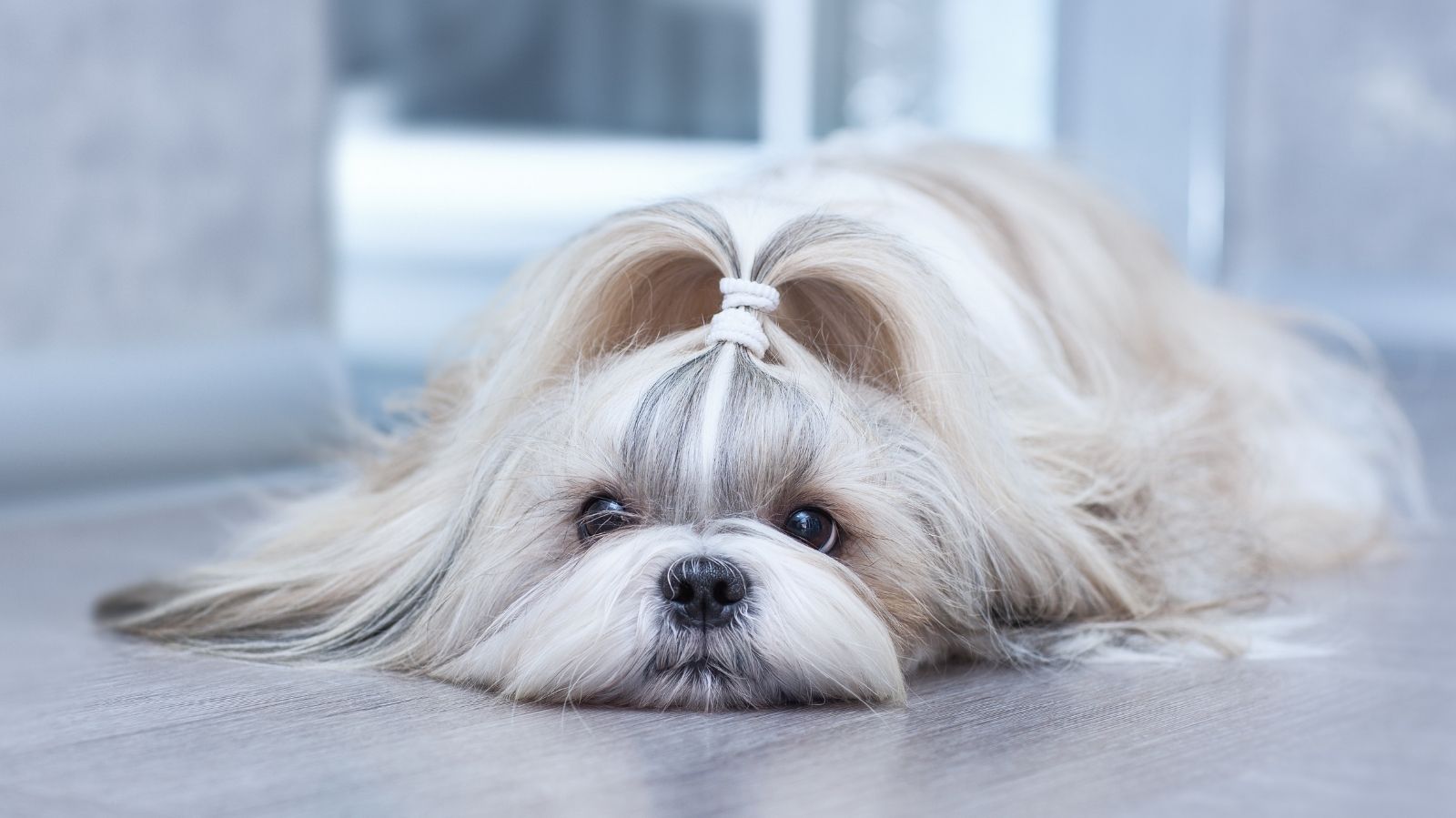 Tratamentos indicados para Shih Tzu com hérnia de disco
