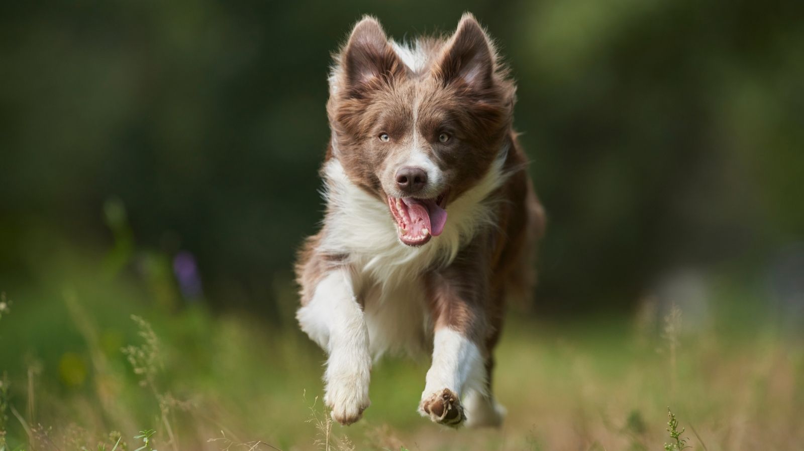 Fisioterapia Veterinária para Border Collie: benefícios para saúde