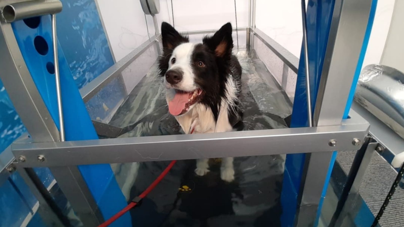 A mais nova referência de fisioterapia veterinária em Copacabana