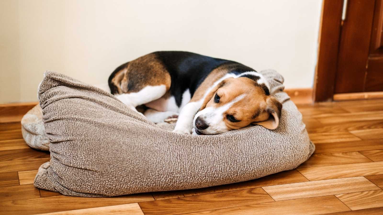 Como tratar a mastite canina: guia completo para tratamento e prevenção