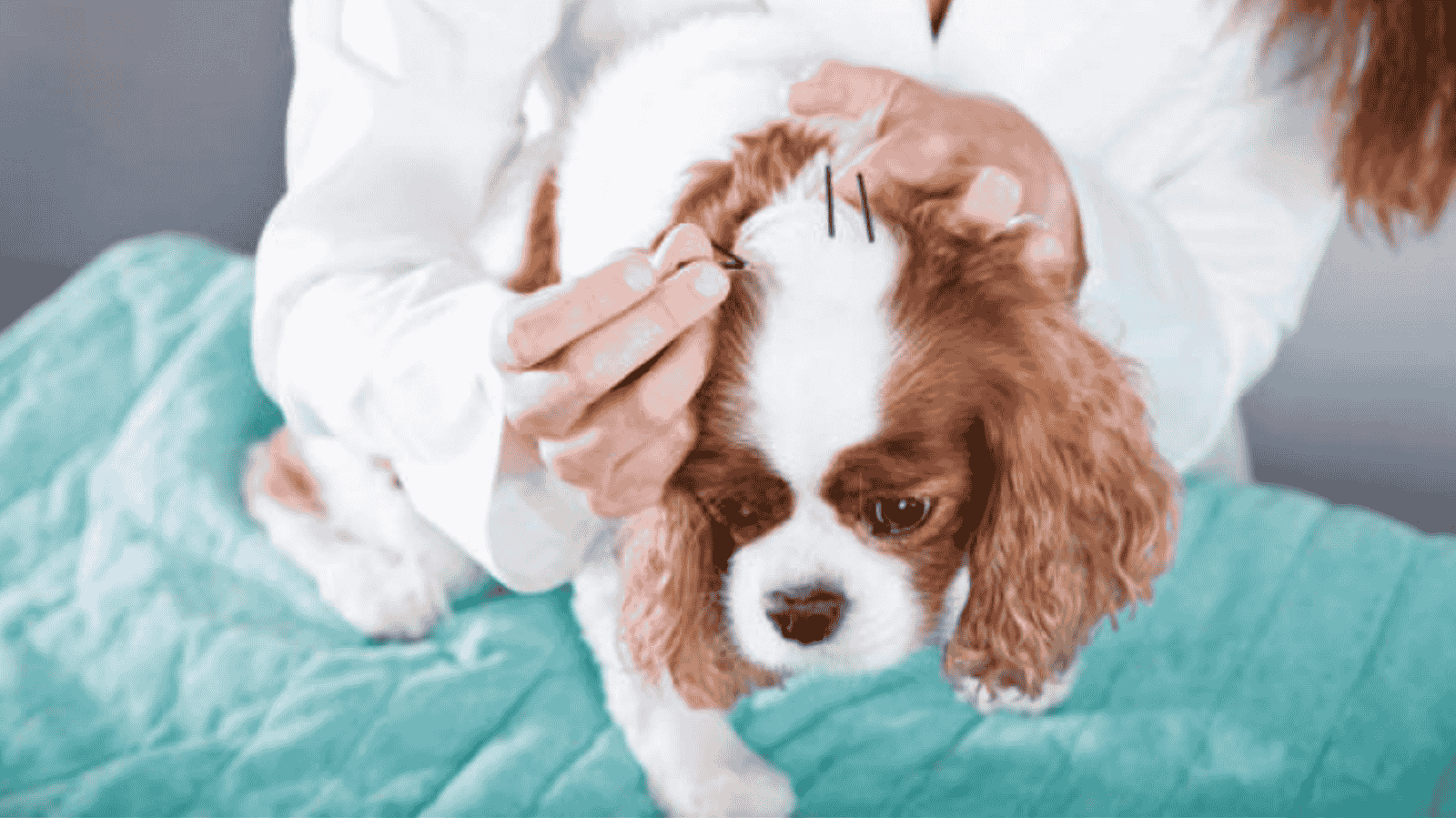 Acupuntura Veterinária na Granja Viana - SP