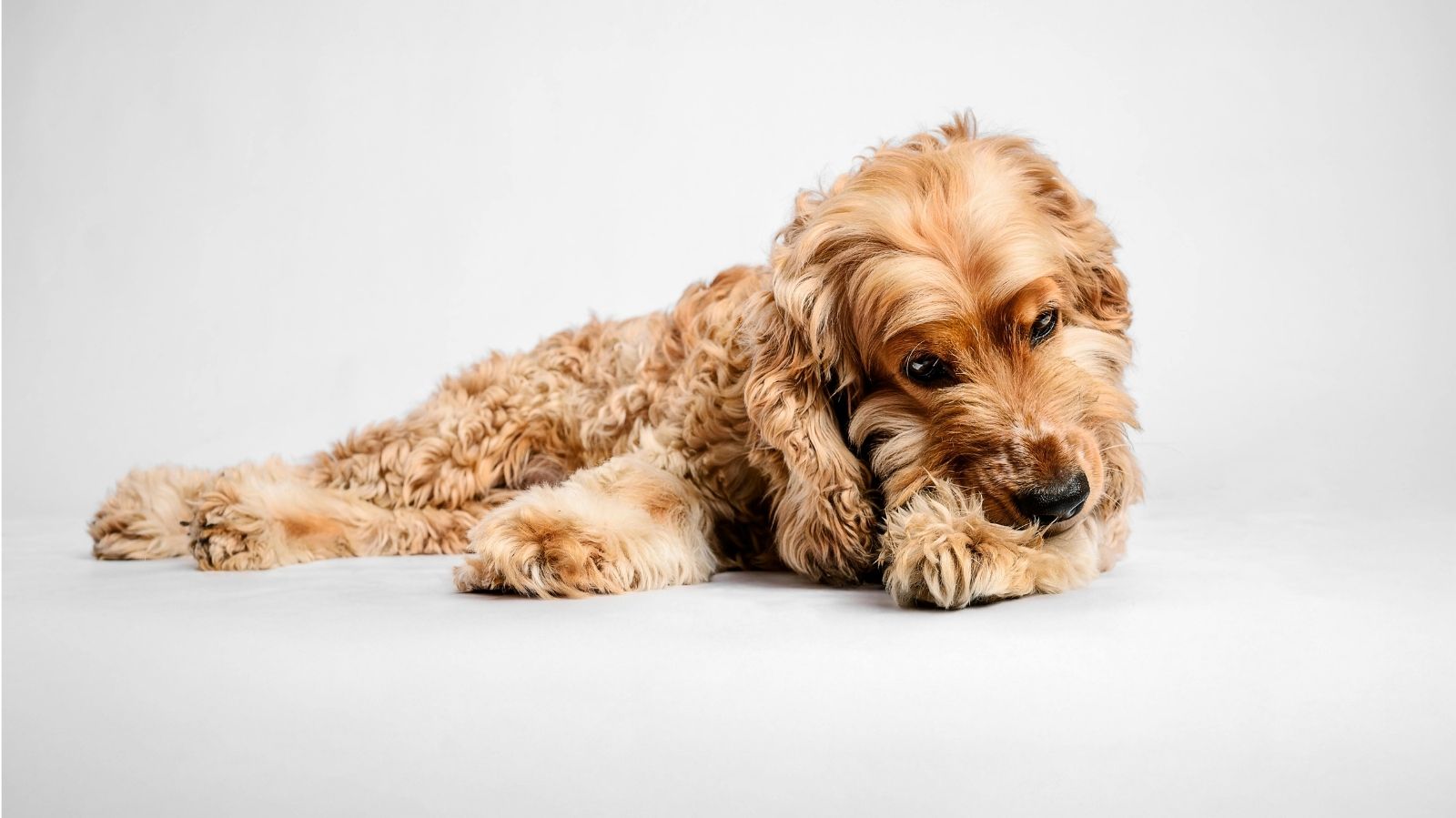 Gastroenterite em cachorro: saiba os sintomas, causas e tratamentos