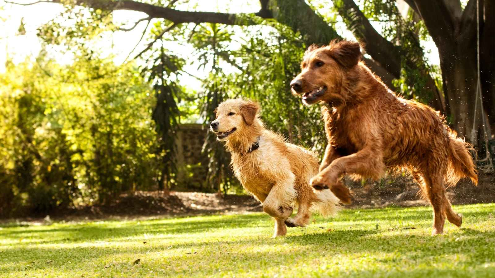 Melhores exercícios para cachorro: grande, médio e pequeno porte