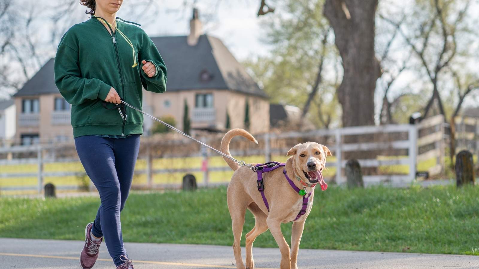Melhores exercícios para cachorro de grande porte