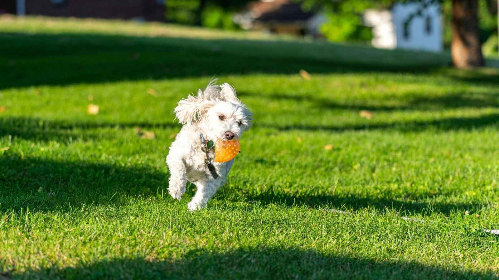 Melhores exercícios para cachorro de pequeno porte