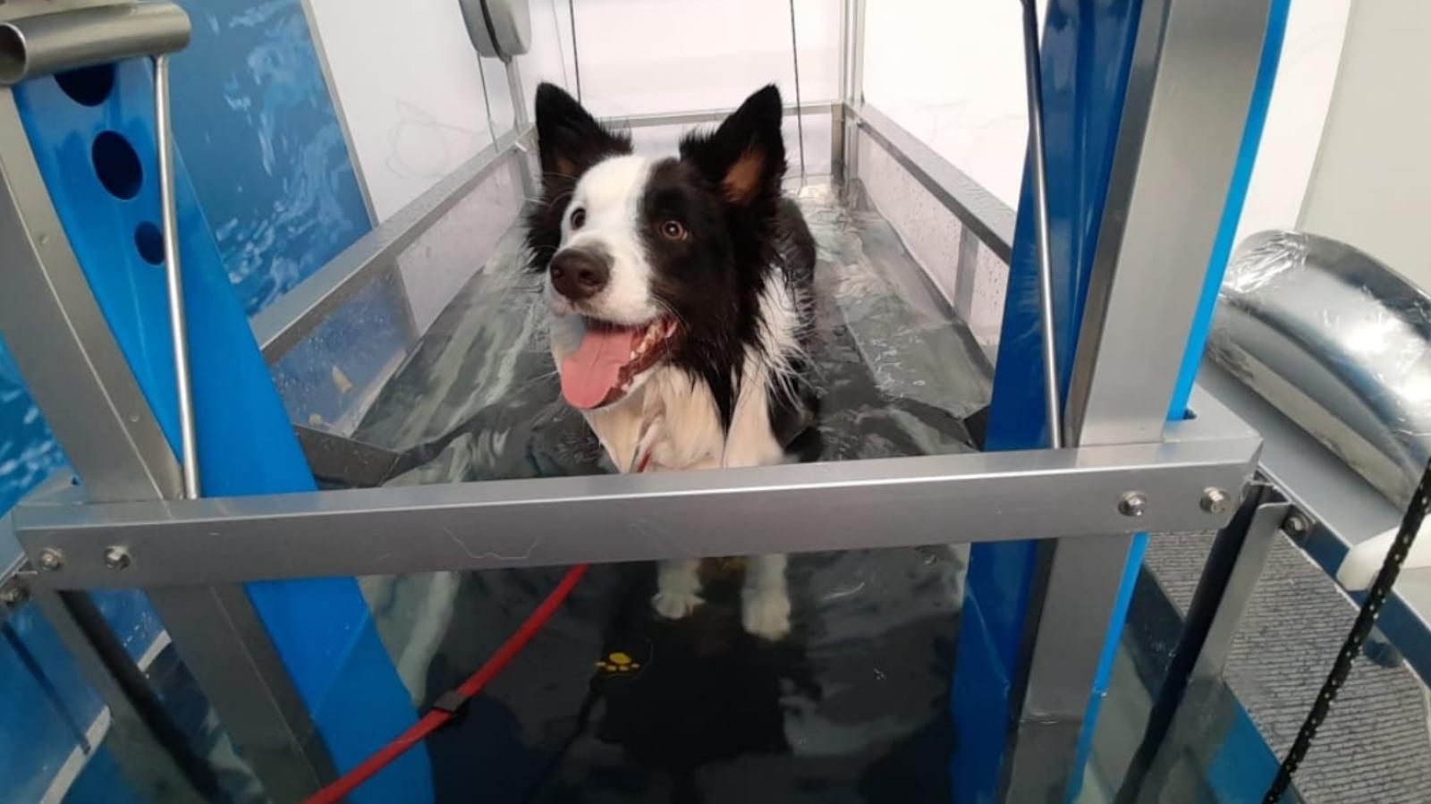 Exercícios de fisioterapia para cachorro