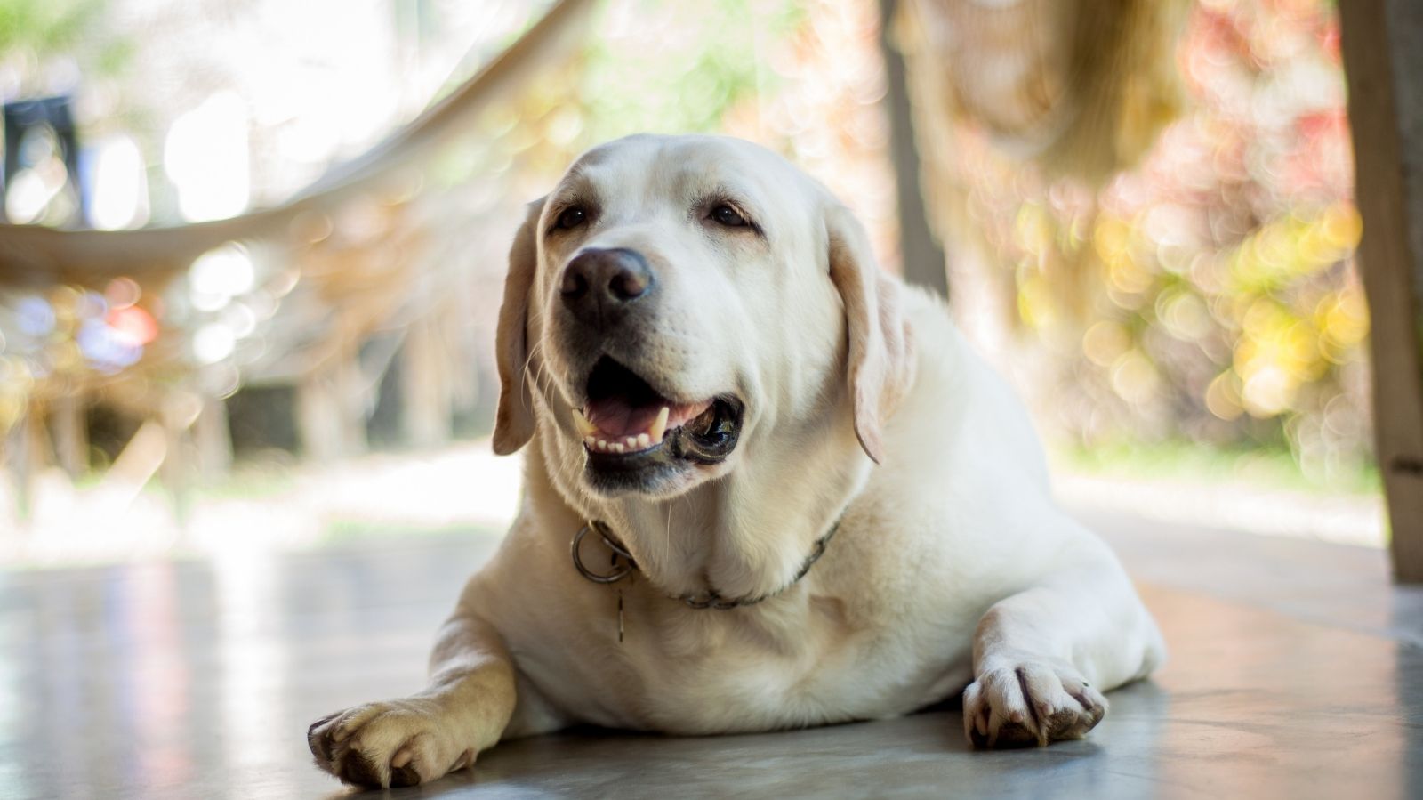 Clínica Veterinária em Guarulhos: tratamento para obesidade canina