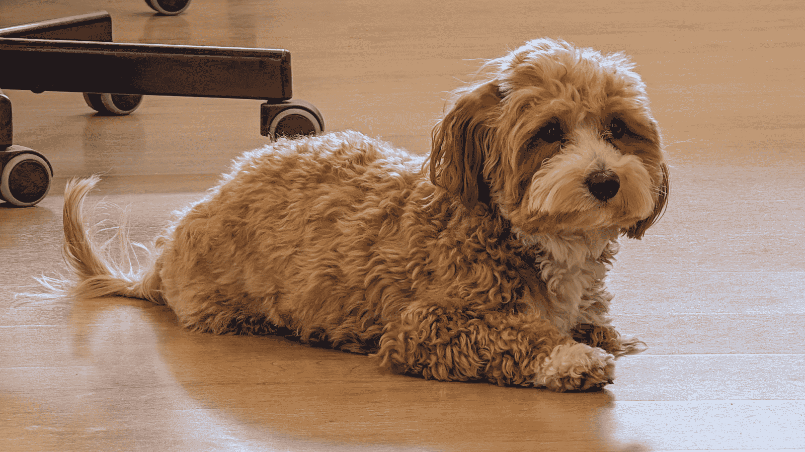 Cachorro paralisado: o que pode ser e como agir