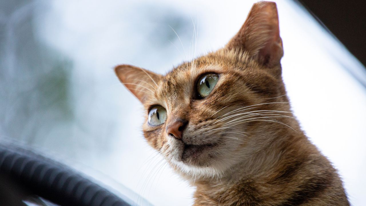Berne em gatos: saiba como tratar e prevenir essa infecção