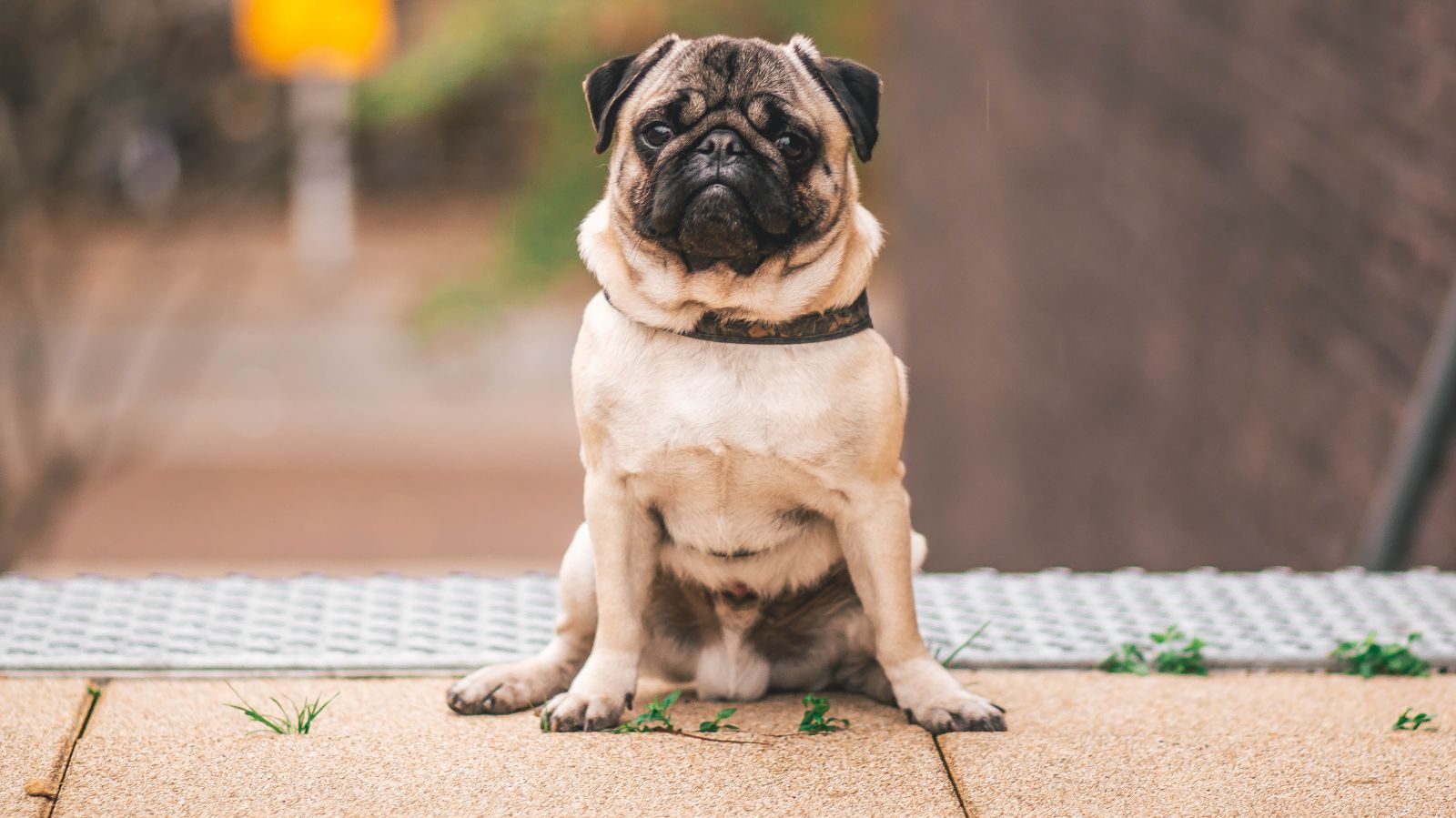 Gripe canina: descubra os sintomas e formas de tratamentos