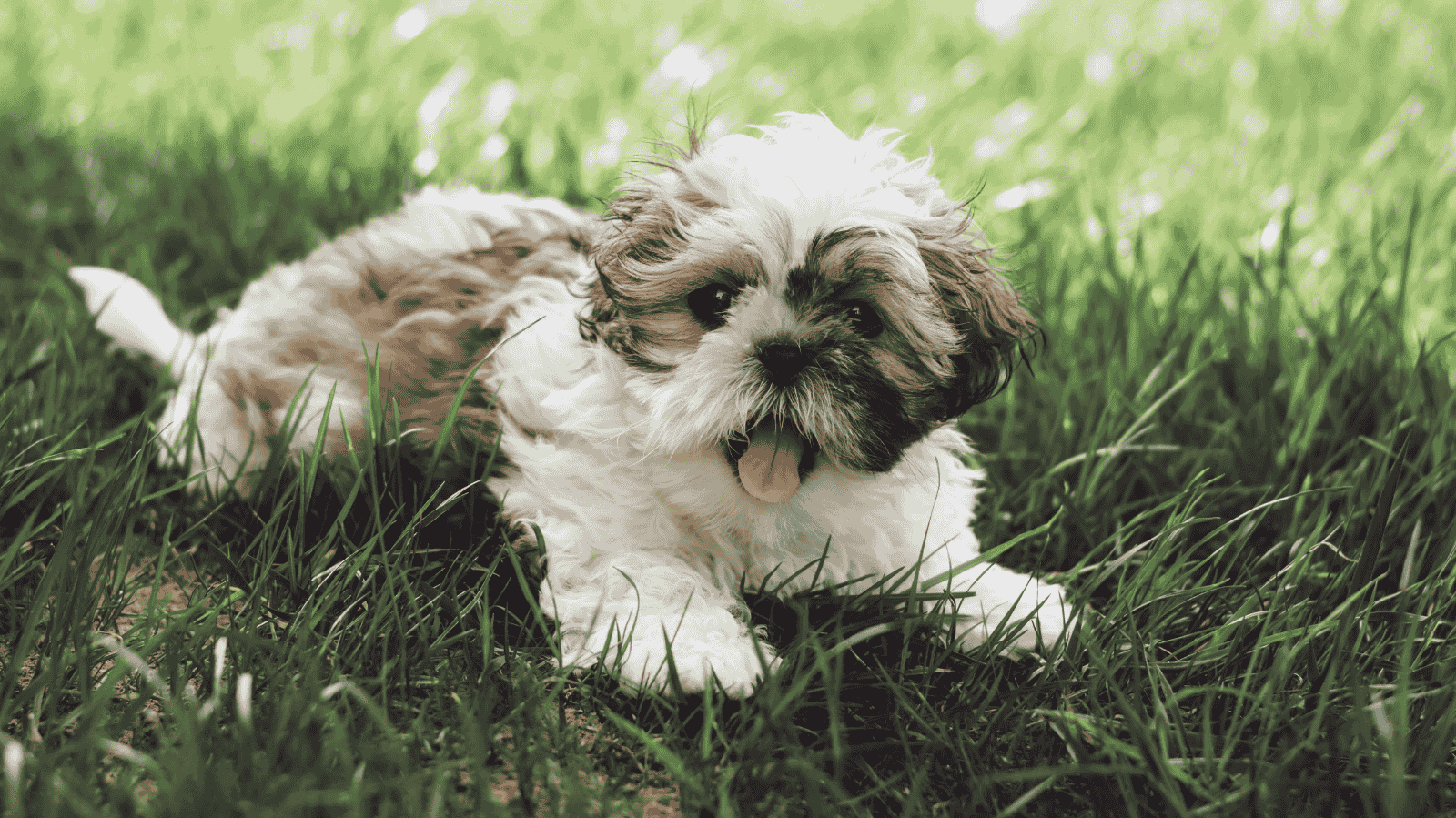 Um Shih Tzu pode viver até 18 anos: saiba os cuidados recomendados