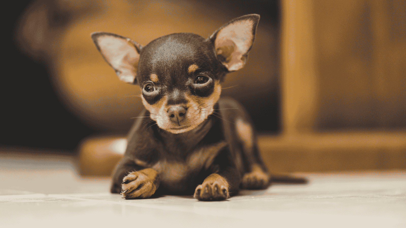 Pinscher com luxação de patela: saiba os sinais e como tratar