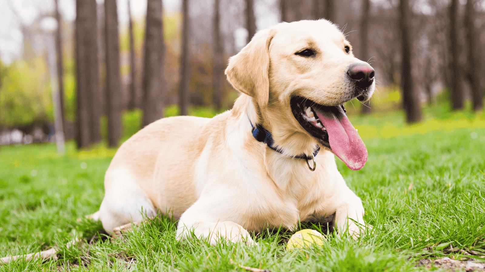 labrador com displasia na coluna: principais sinais e como tratar