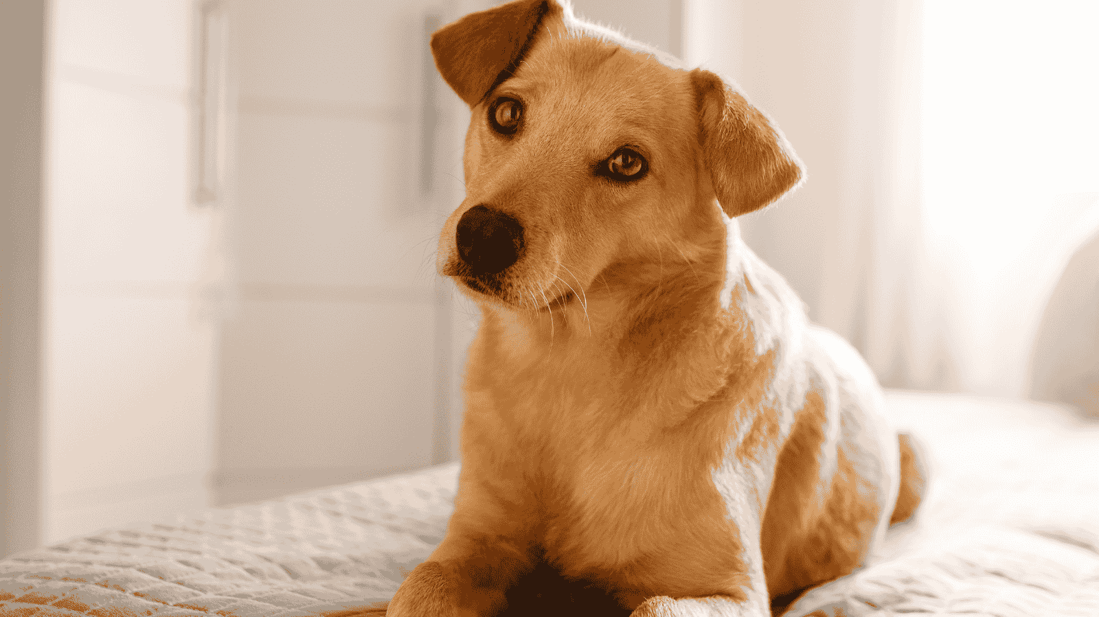 Cachorro vira-lata caramelo com dermatite: como tratar
