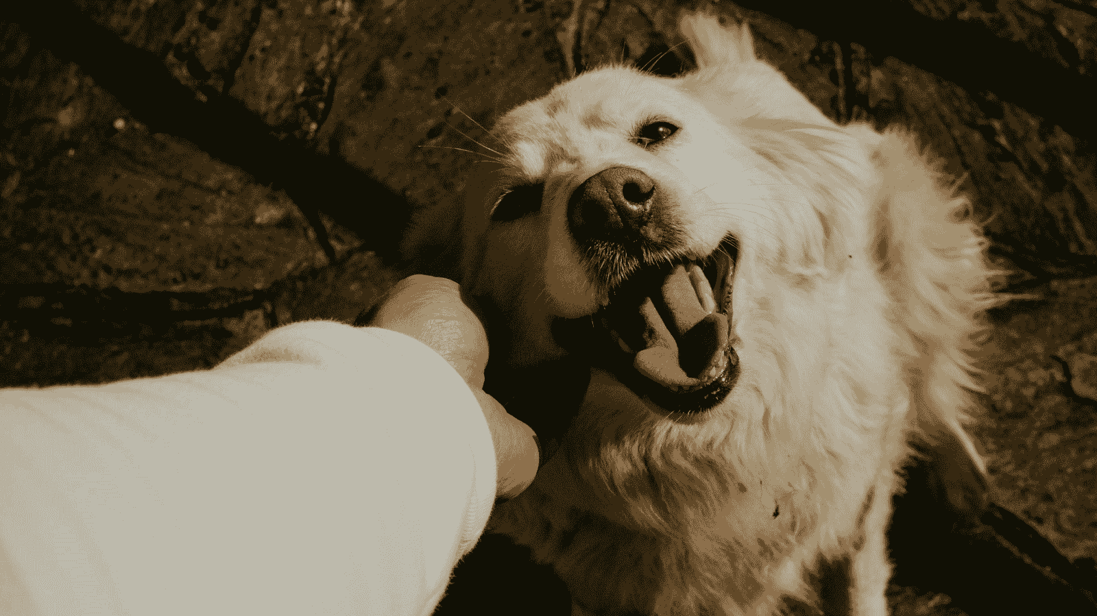 Cuide do bem-estar do seu pet: Fisio Care Pet São Bernardo do Campo