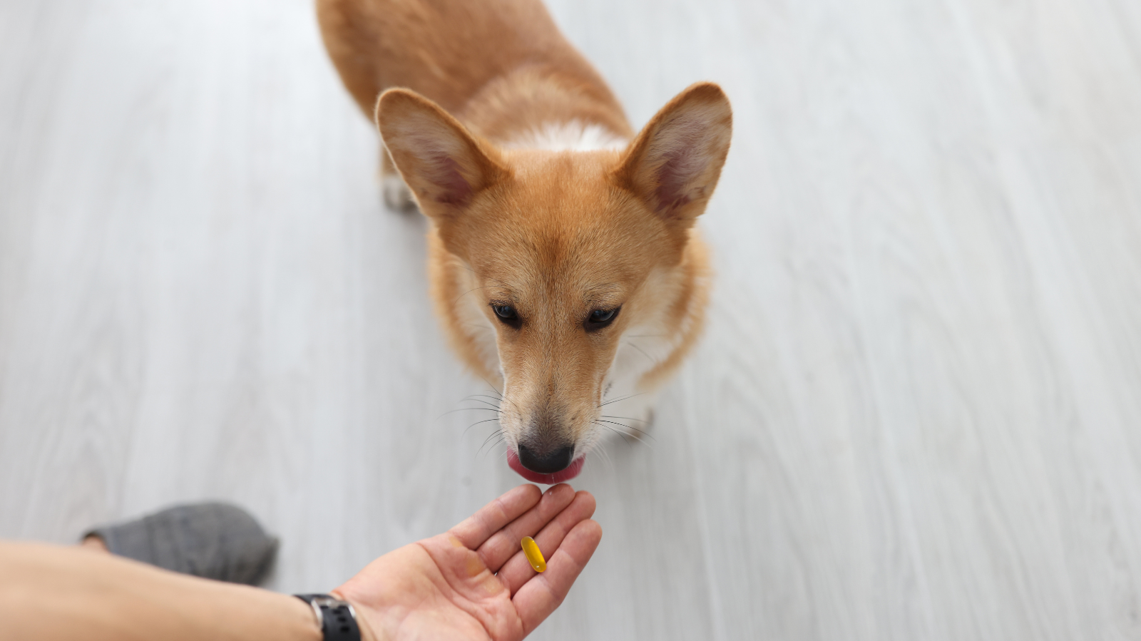Saiba os benefícios do ômega 3 para cachorro