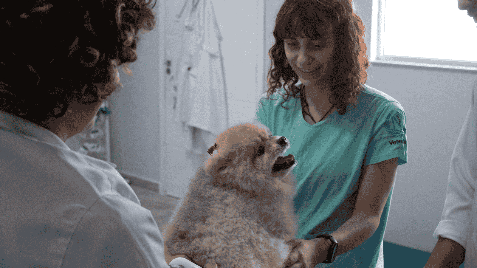 Clínica veterinária em Praia Grande: especialização em reabilitação